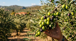 Especificaciones de exportación al por mayor de aceitunas de Gemlik